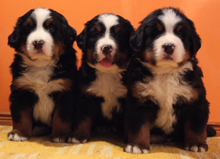 Gallery for n2-litter-bernese
