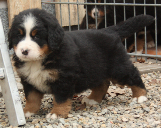Gallery for d2-litter-bernese