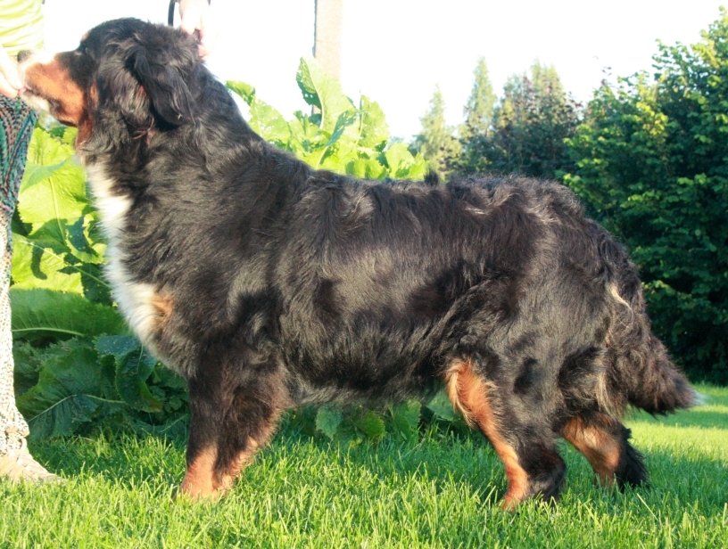 Gallery for x-litter-bernese