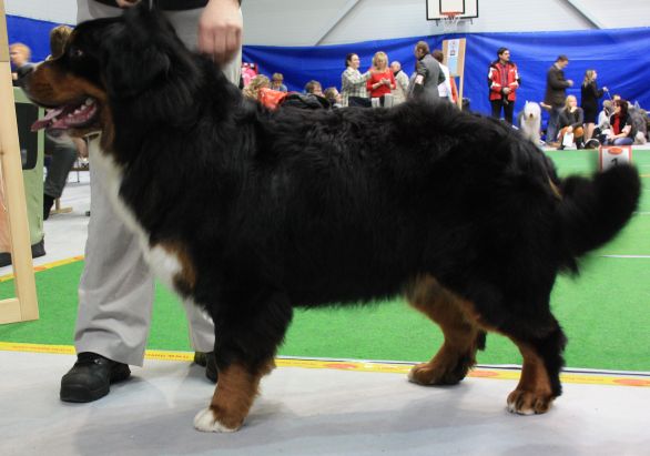 Gallery for x-litter-bernese