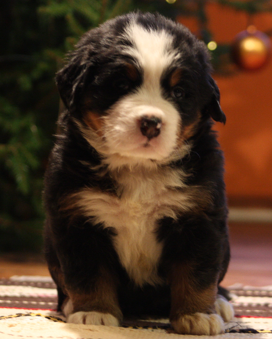 Gallery for j2-litter-bernese