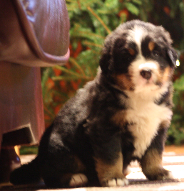 Gallery for j2-litter-bernese