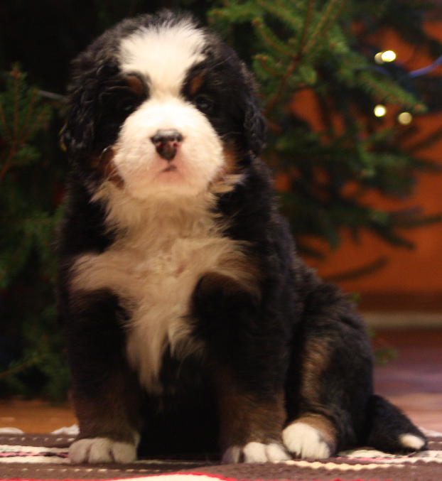 Gallery for j2-litter-bernese