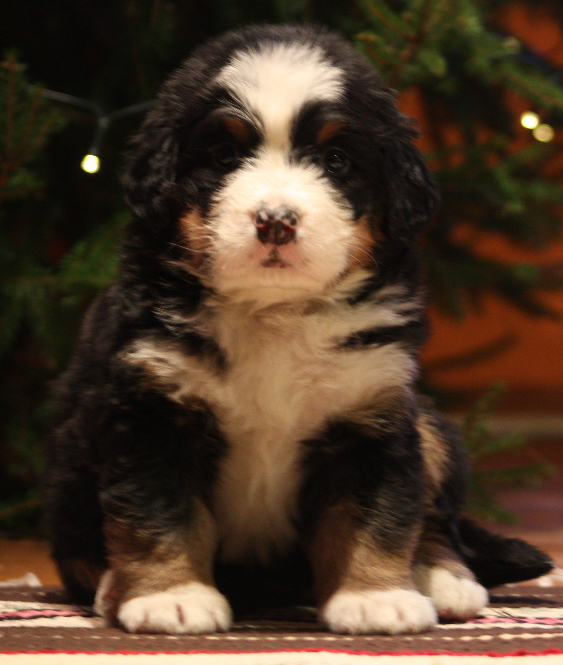 Gallery for j2-litter-bernese