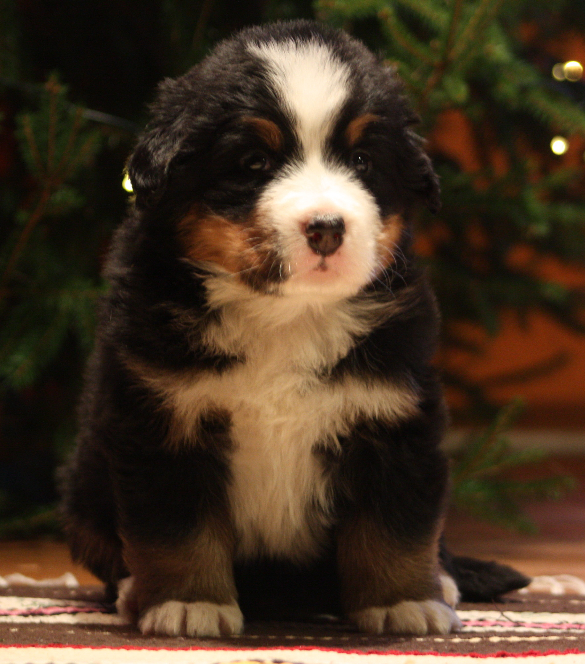 Gallery for j2-litter-bernese