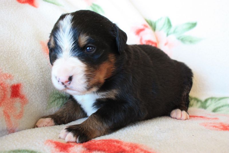 Gallery for o-litter-bernese