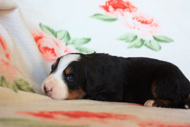 Gallery for o-litter-bernese