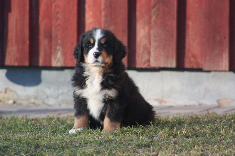 Gallery for a2-litter-bernese