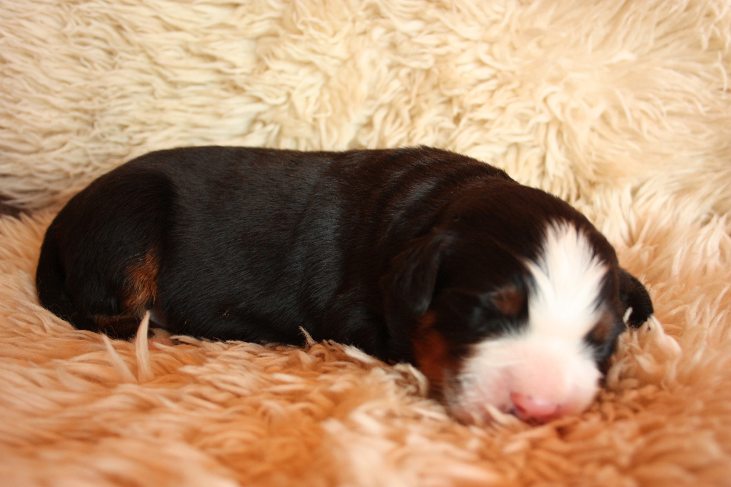 Gallery for n2-litter-bernese