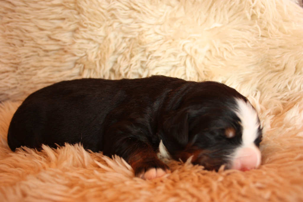 Gallery for n2-litter-bernese