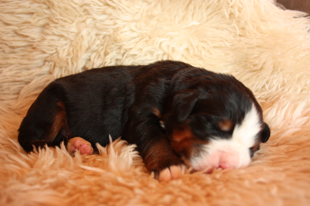 Gallery for n2-litter-bernese