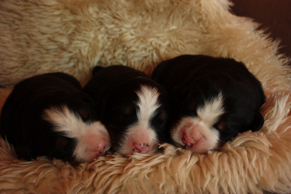 Gallery for n2-litter-bernese