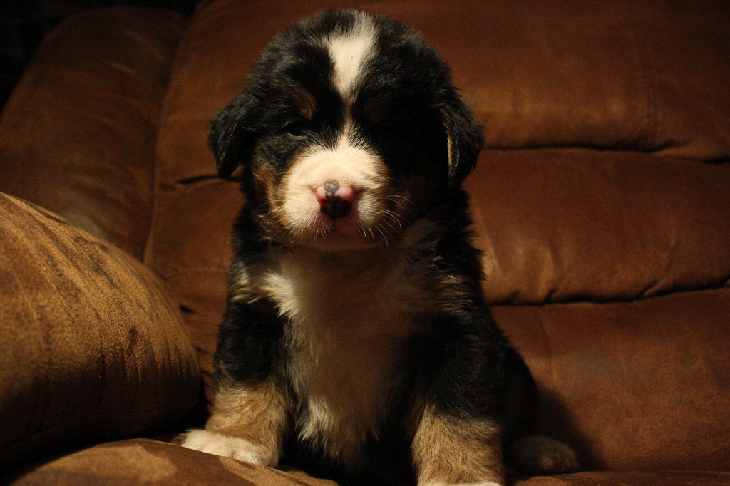 Gallery for d2-litter-bernese