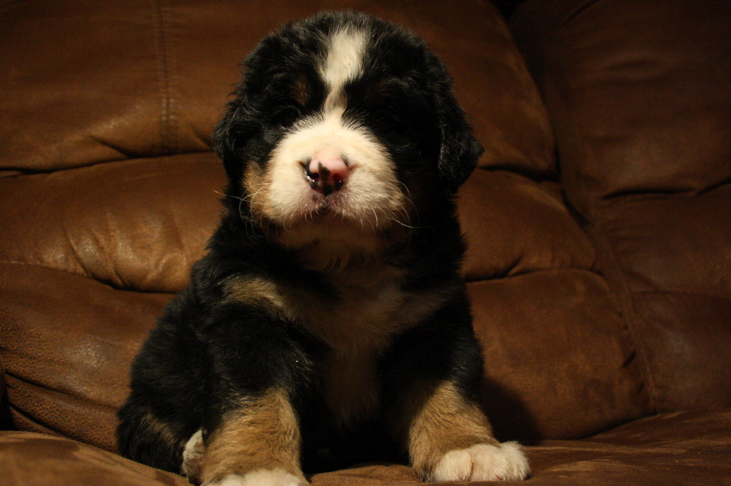 Gallery for d2-litter-bernese