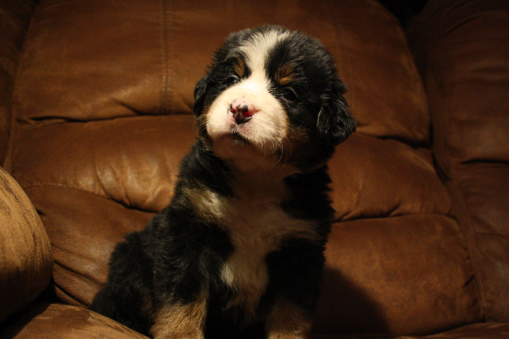 Gallery for d2-litter-bernese
