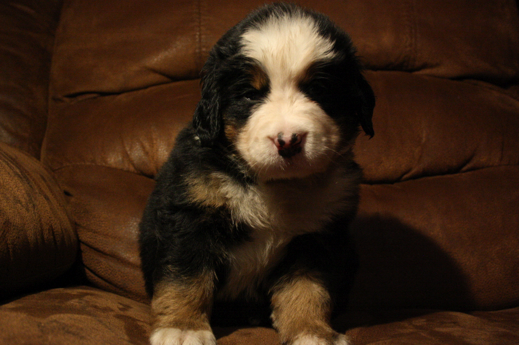 Gallery for d2-litter-bernese