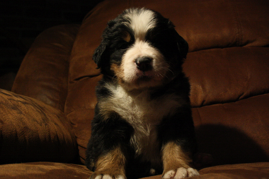 Gallery for d2-litter-bernese