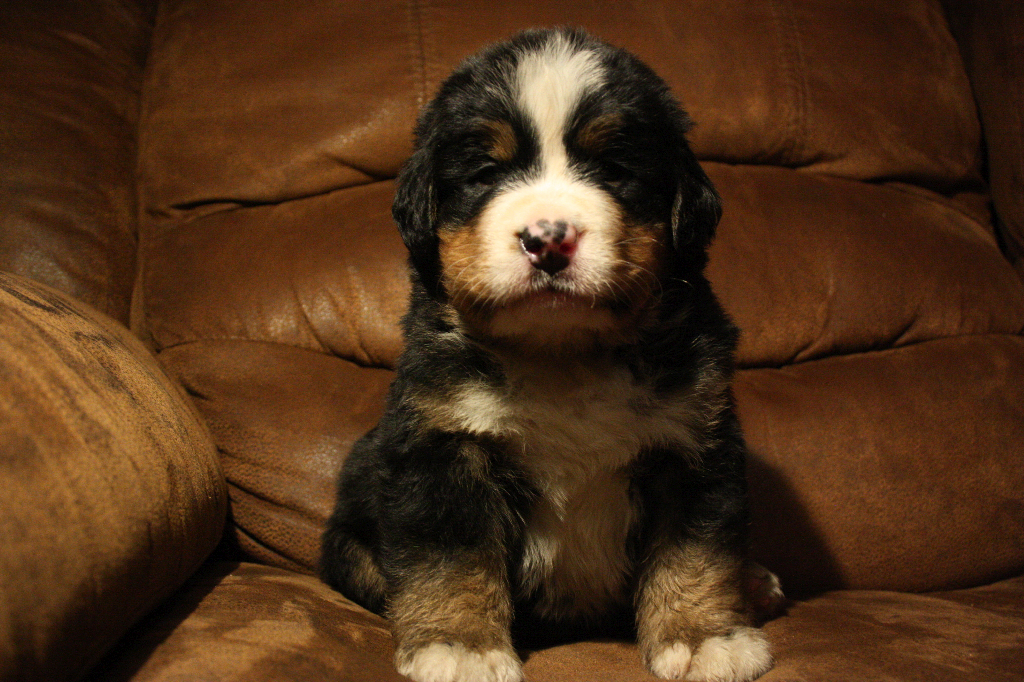 Gallery for d2-litter-bernese
