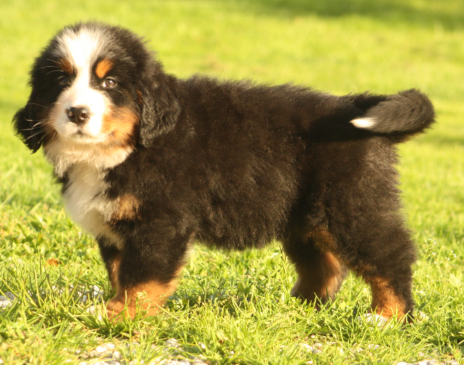 Gallery for s2-litter-bernese