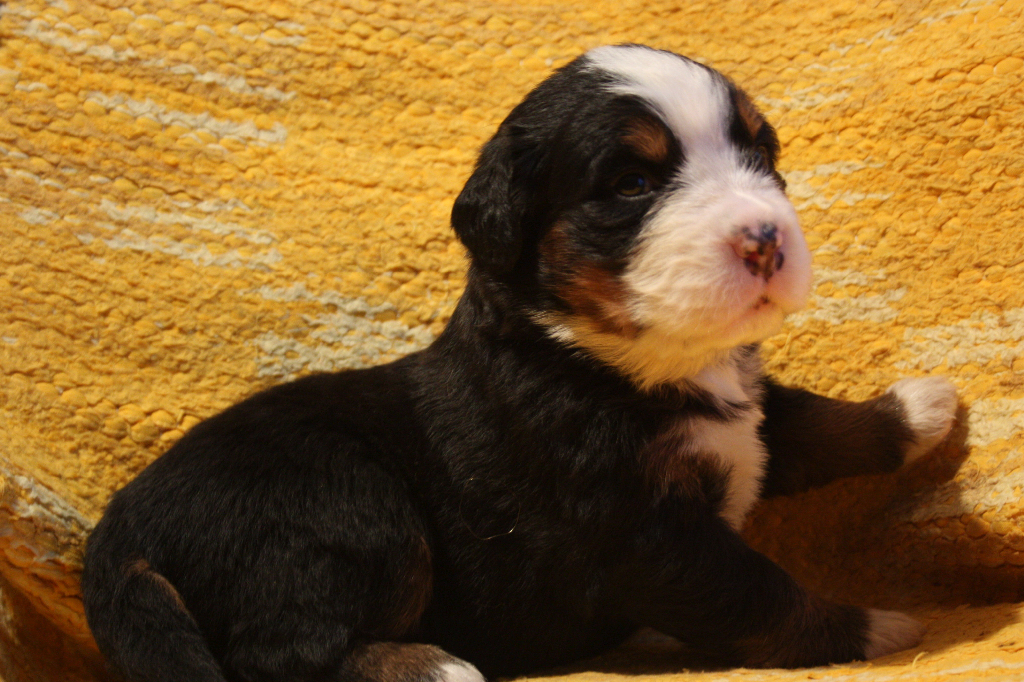 Gallery for j2-litter-bernese