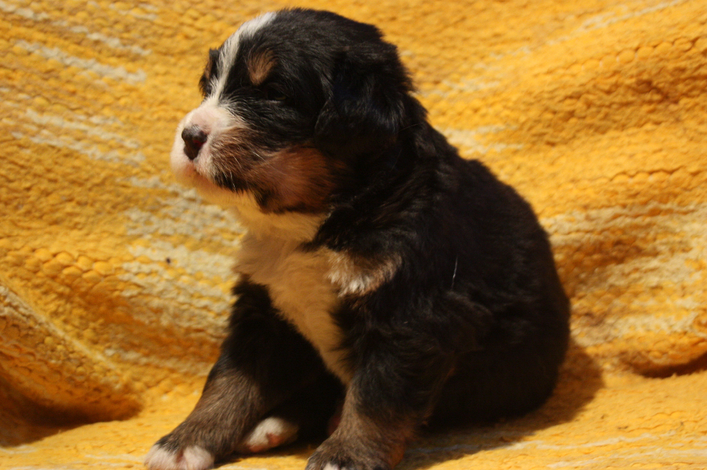 Gallery for j2-litter-bernese