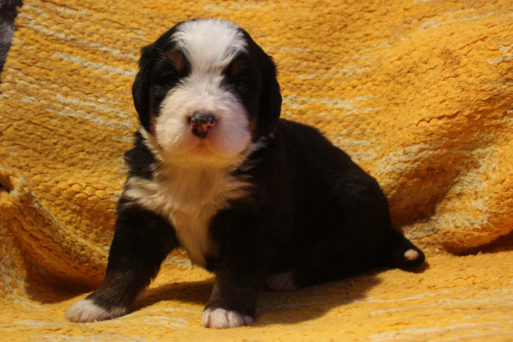 Gallery for j2-litter-bernese