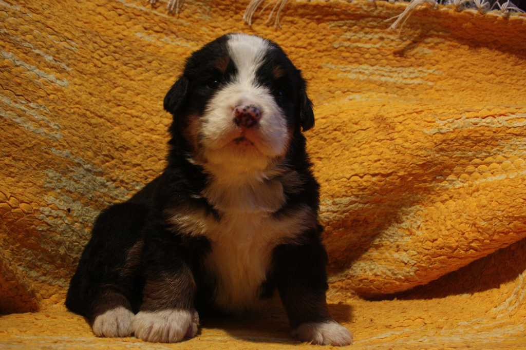 Gallery for j2-litter-bernese