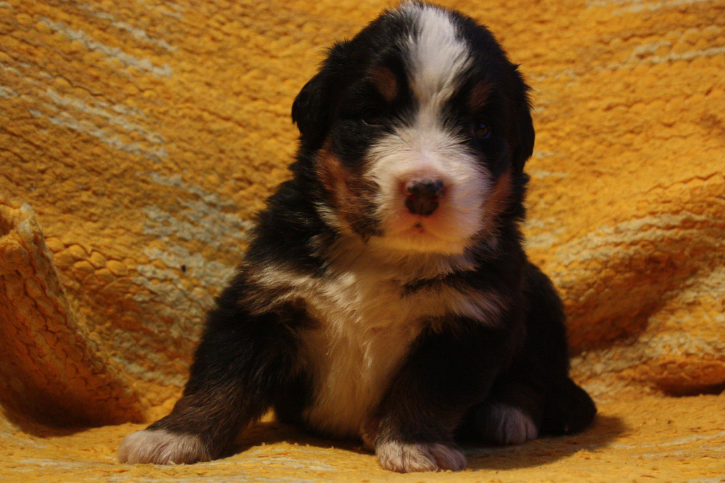 Gallery for j2-litter-bernese