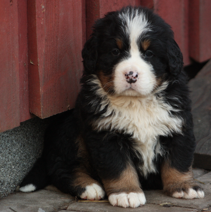 Gallery for j2-litter-bernese