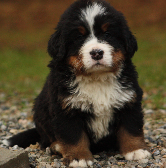 Gallery for j2-litter-bernese