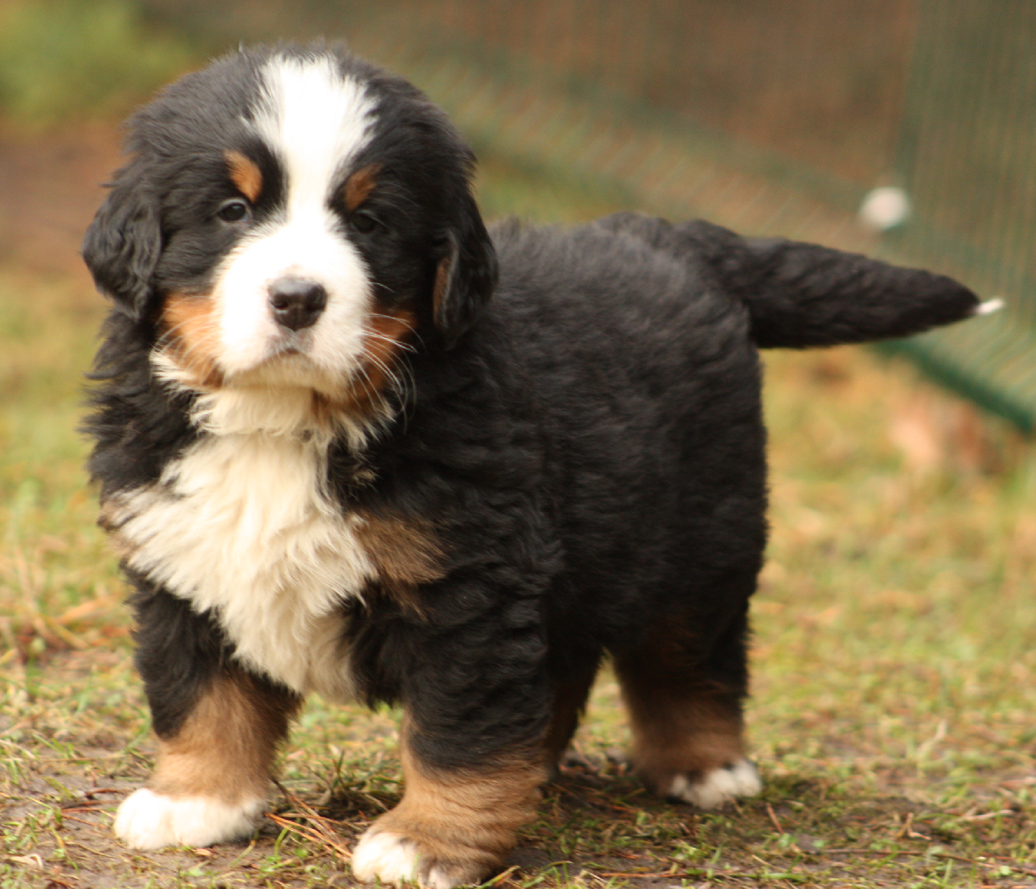 Gallery for j2-litter-bernese