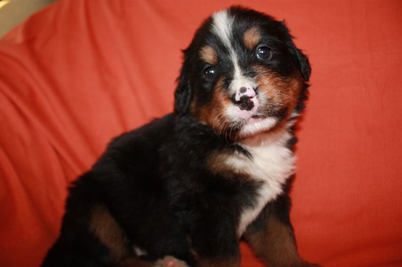 Gallery for l-litter-bernese