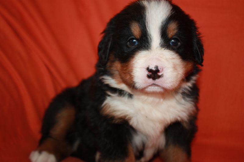 Gallery for l-litter-bernese