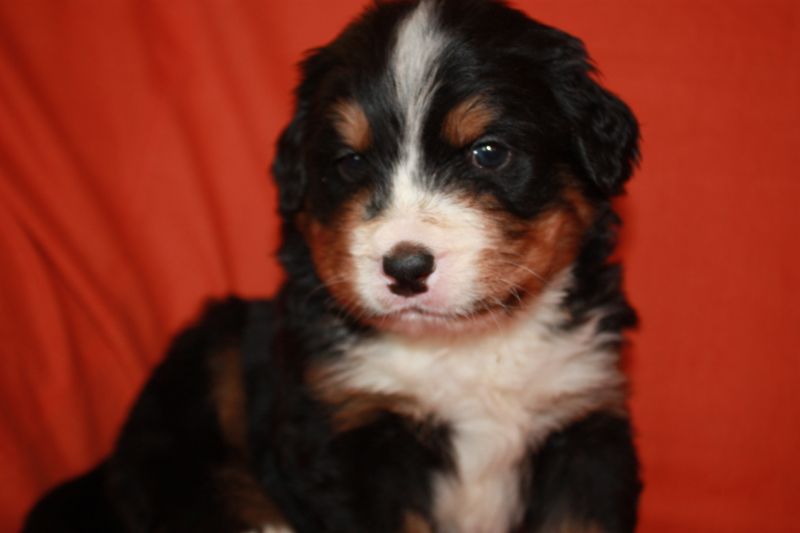 Gallery for l-litter-bernese