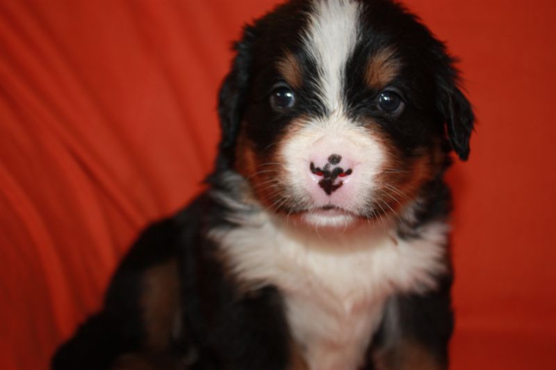 Gallery for l-litter-bernese
