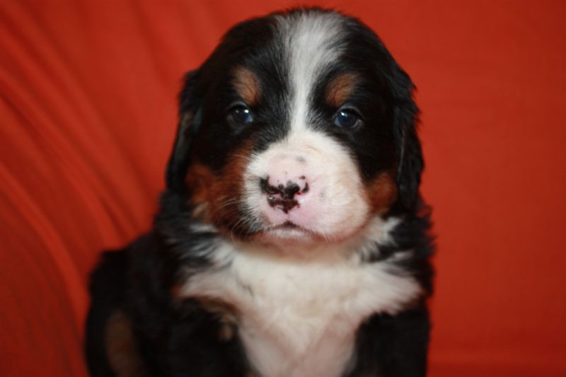 Gallery for l-litter-bernese