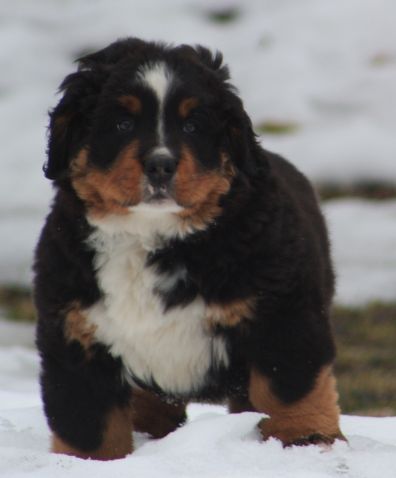 Gallery for x-litter-bernese