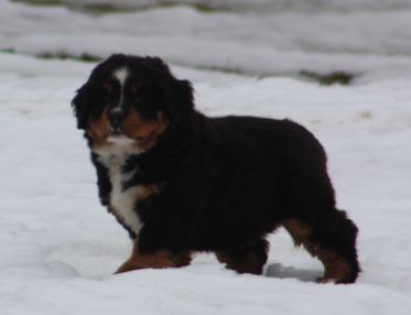 Gallery for x-litter-bernese
