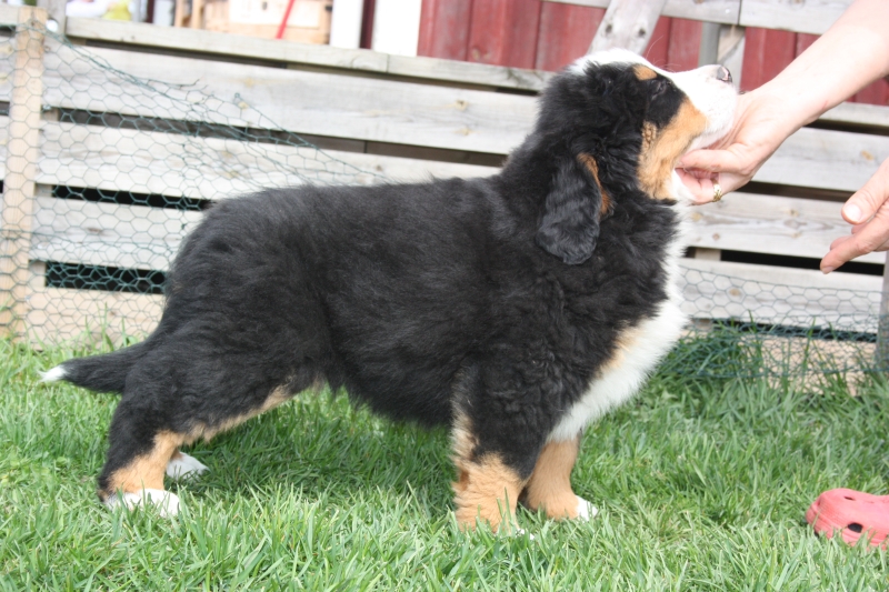 Gallery for v-litter-bernese