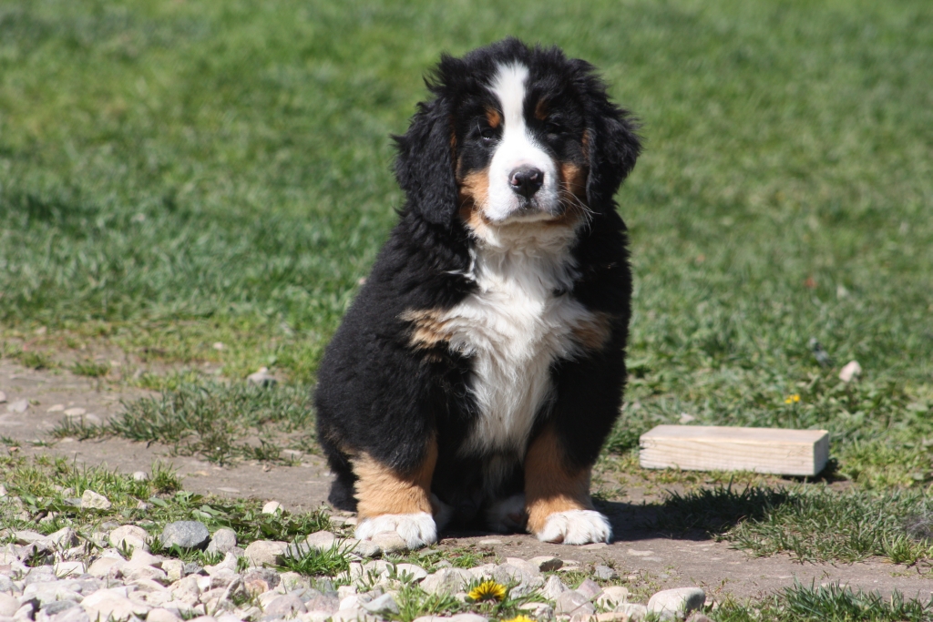 Gallery for v-litter-bernese