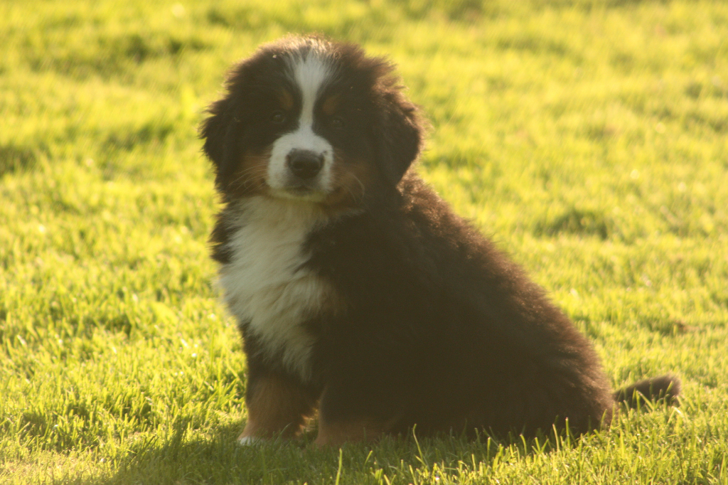 Gallery for s2-litter-bernese