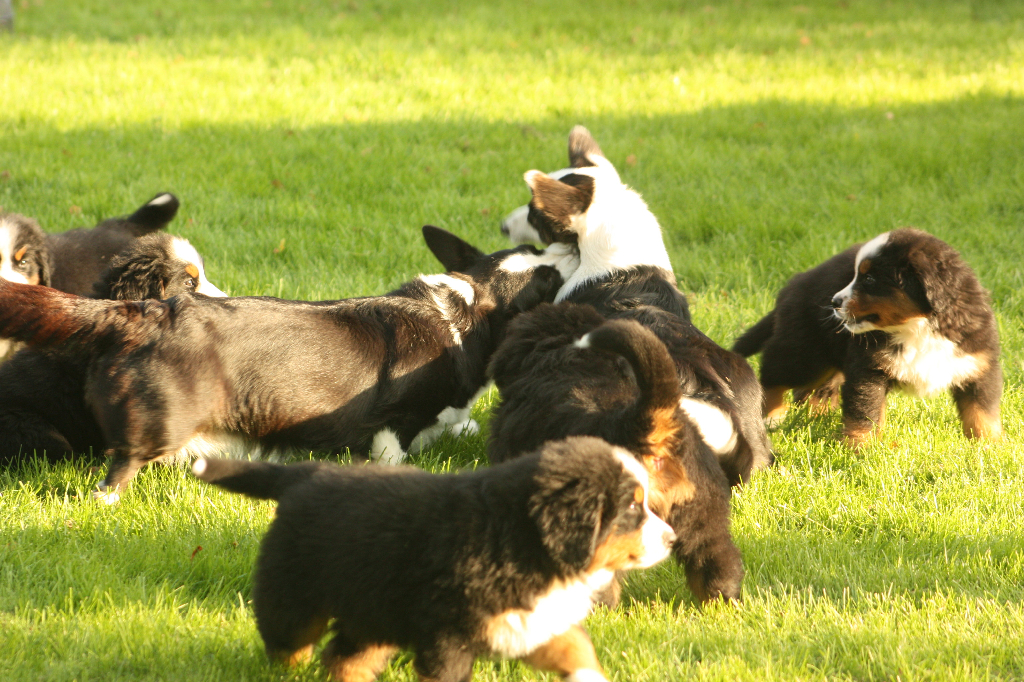 Gallery for s2-litter-bernese