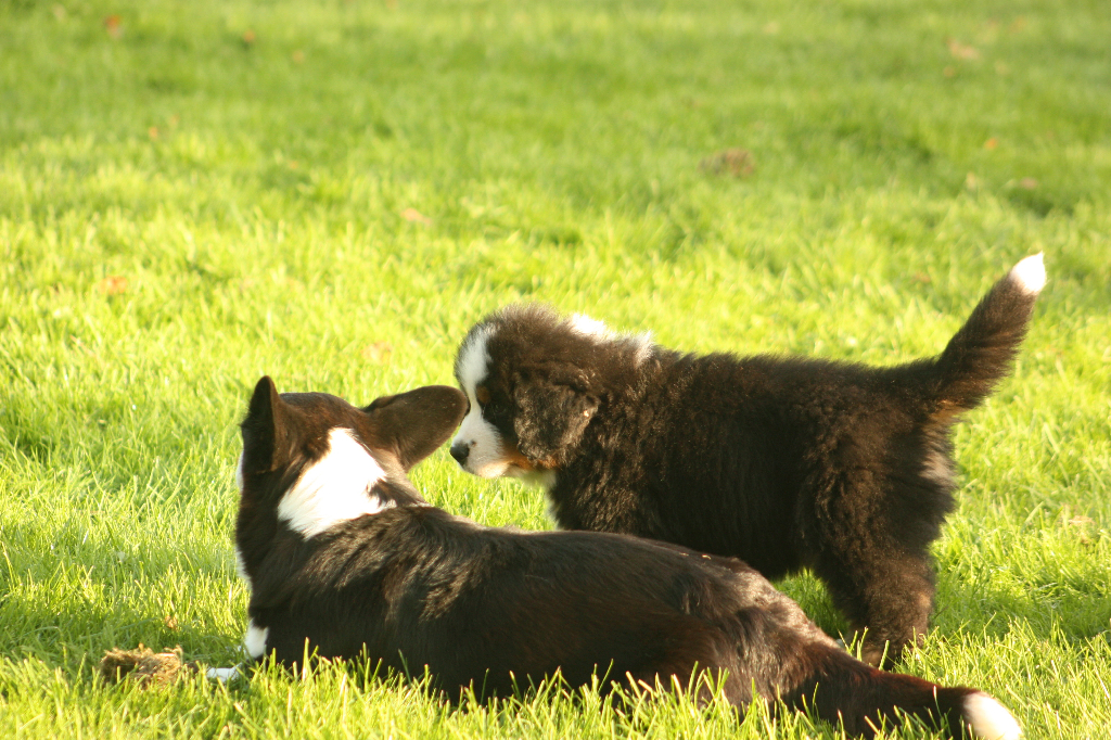 Gallery for s2-litter-bernese