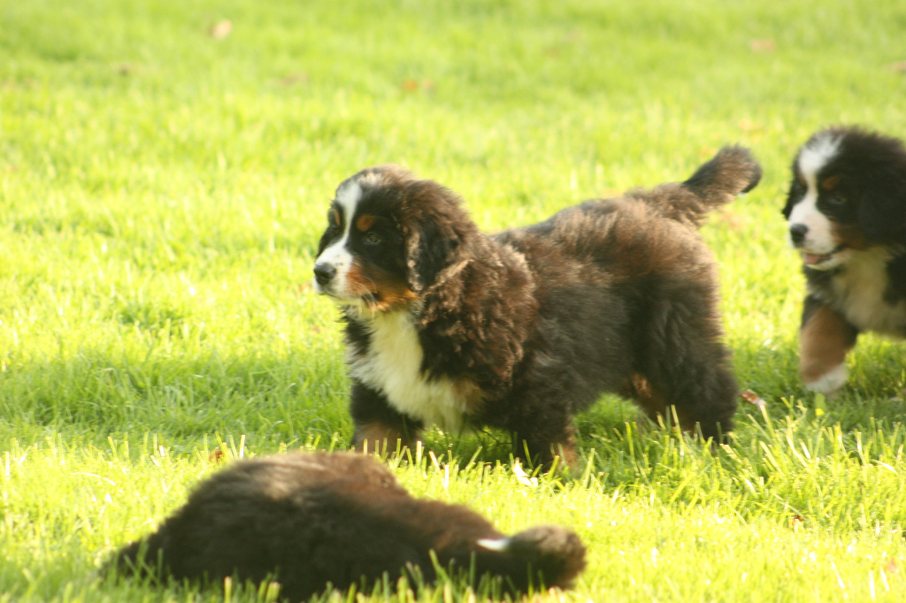 Gallery for s2-litter-bernese