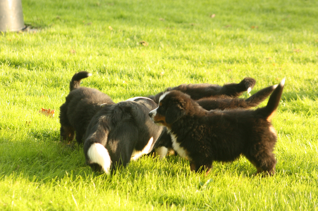 Gallery for s2-litter-bernese