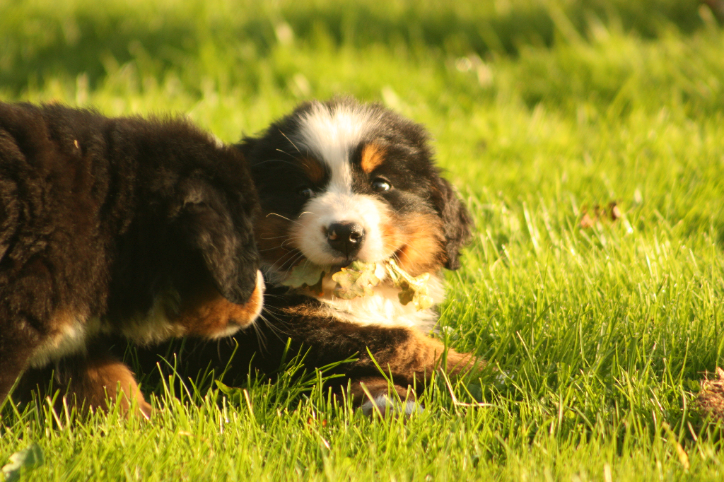 Gallery for s2-litter-bernese