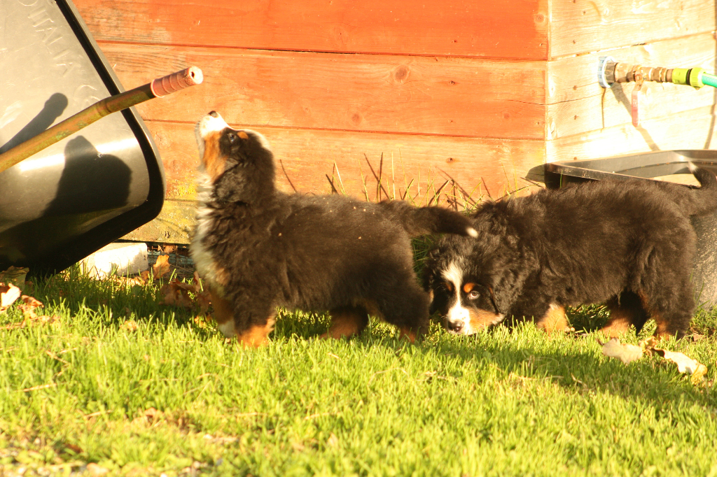 Gallery for s2-litter-bernese