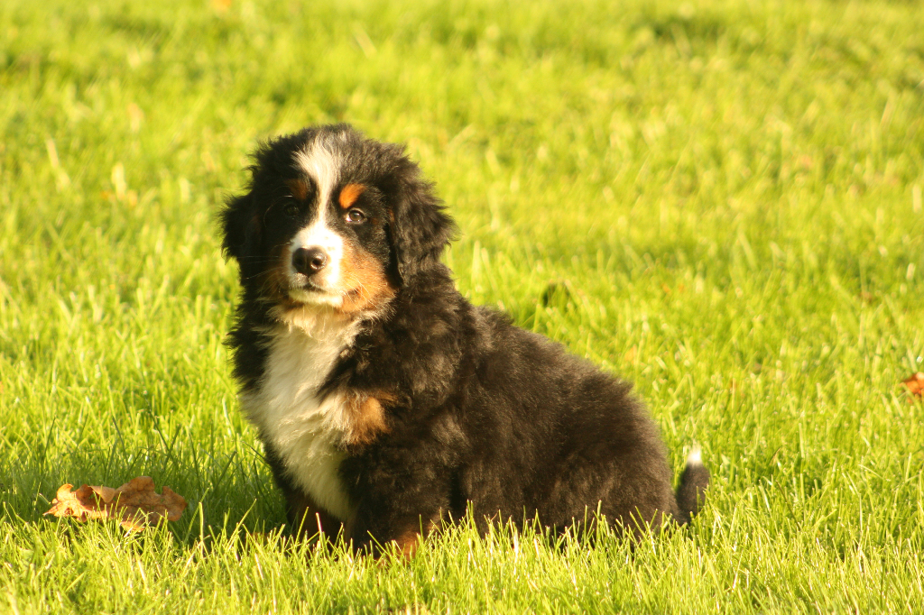 Gallery for s2-litter-bernese