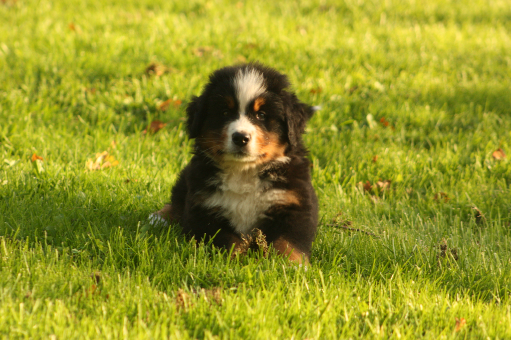 Gallery for s2-litter-bernese