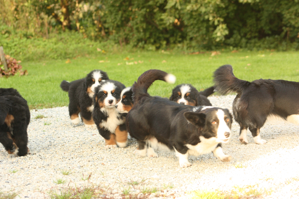 Gallery for s2-litter-bernese